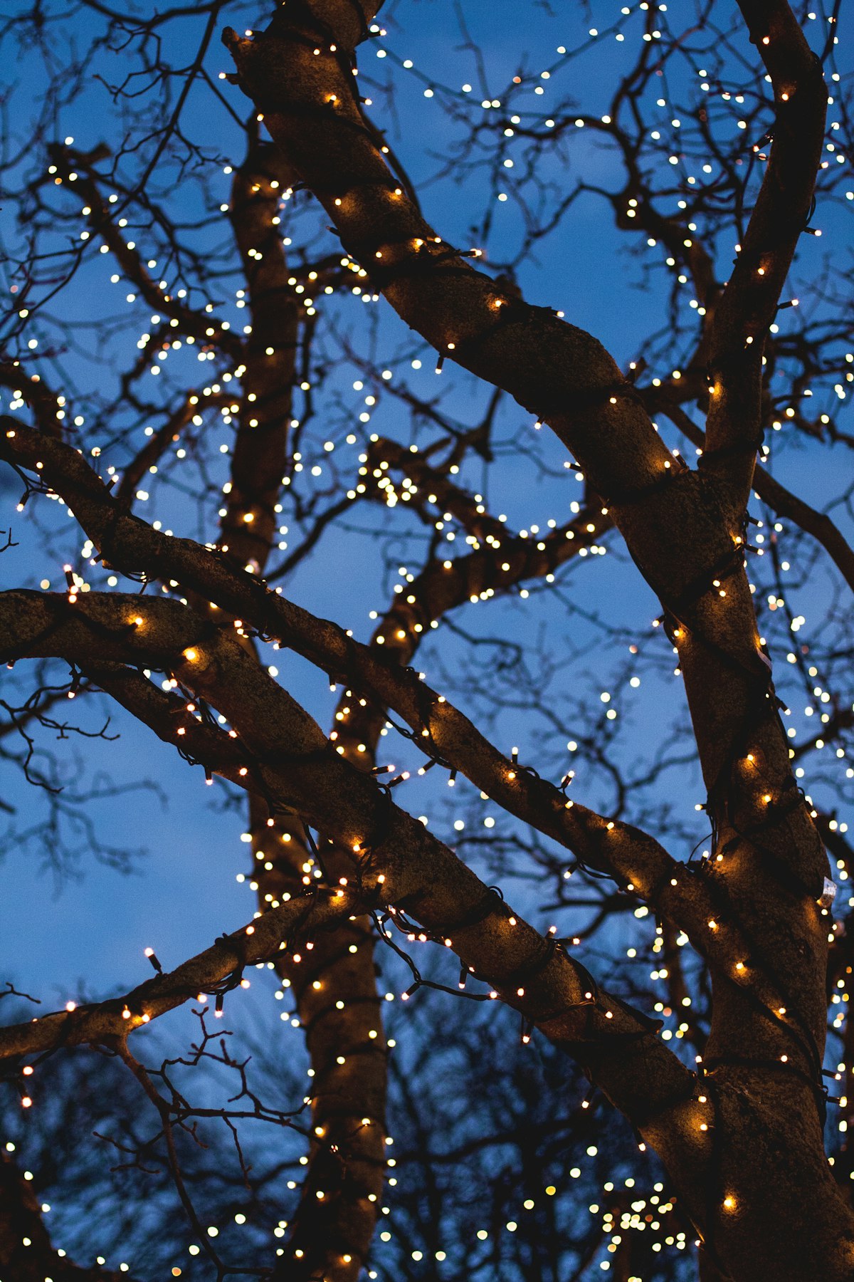 A bare tree wrapped in warm yellow string lights at dusk in Reykjavík, the kind of festive light that fills the capital over Christmas and New Year.