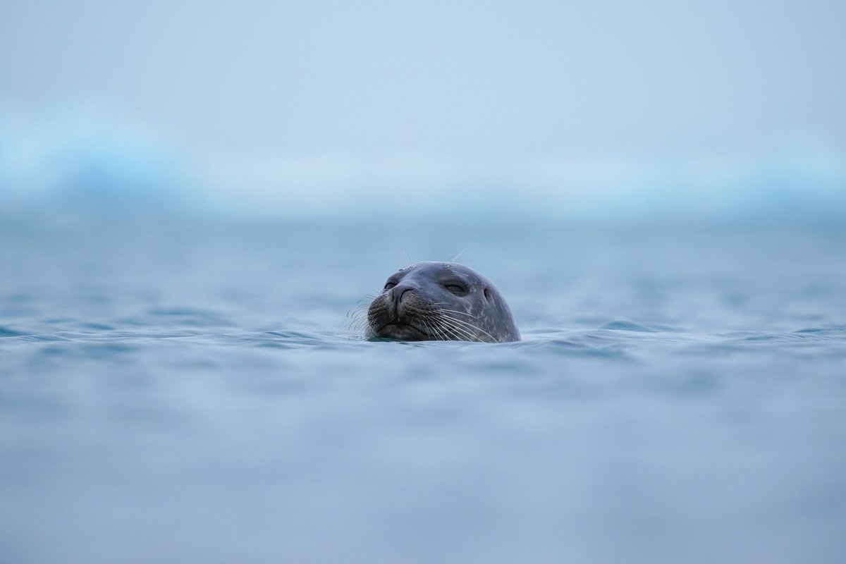 Jökulsárlón Glacier Lagoon — aurora viewing location in Southeast Iceland, Iceland