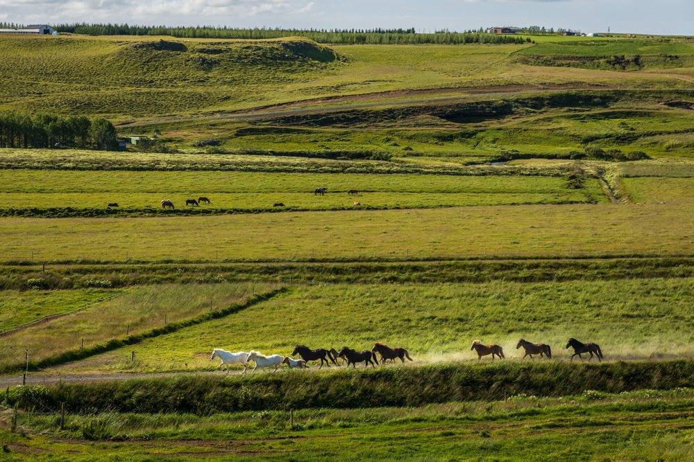 A group of horses galloping across the flat green fields around Hestheimar